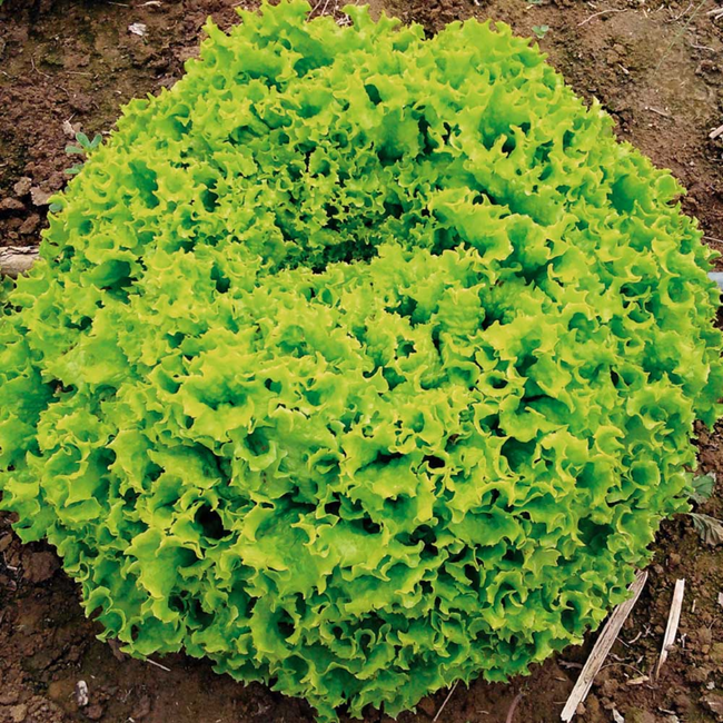 Imagem das Sementes de Alface Crespa Itapuã Super da Isla da AgroJardim