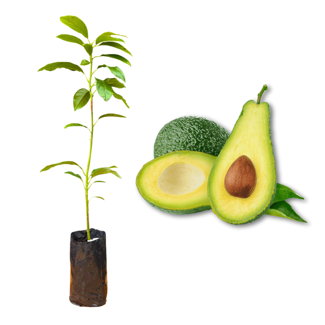 Imagem da Muda e Fruta do Abacate Comum da AgroJardim