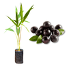 Imagem da Muda e Fruta do Açaí da AgroJardim