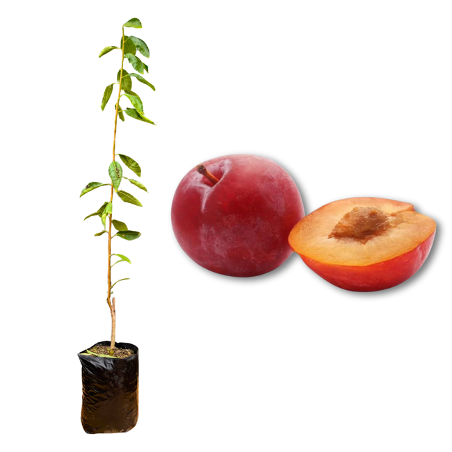 Imagem da Muda e Fruta da Ameixa Irati Enxertada da AgroJardim