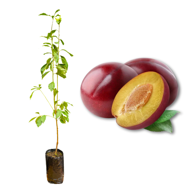 Imagem da Muda e Fruta da Ameixa Letícia Enxertada da AgroJardim