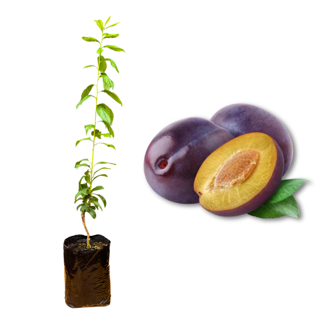 Imagem da Muda e Fruta da Ameixa Roxa Comum Enxertada da AgroJardim