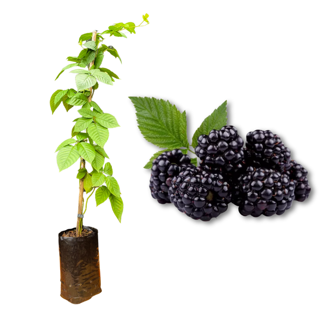 Imagem da Muda e Fruta da Amora Preta sem Espinhos da AgroJardim