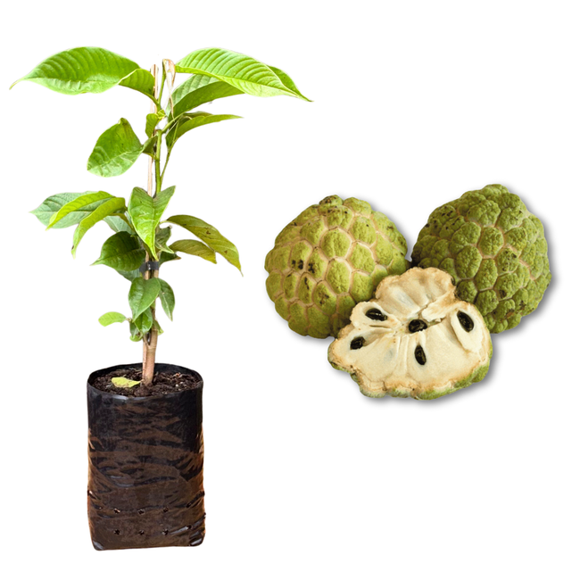 Imagem da Muda e Fruta da Anona Fruta do Conde Enxertada da AgroJardim