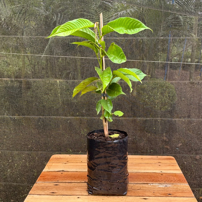 Imagem da Muda Frutífera de Anona Fruta do Conde Enxertada da AgroJardim