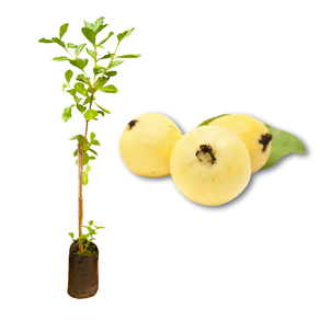 Imagem da Muda e Fruta do Araçá Amarelo da AgroJardim