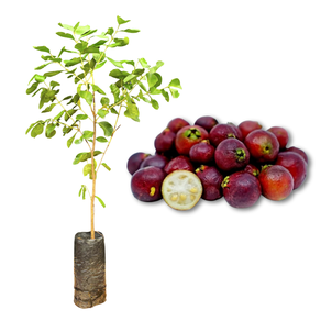 Imagem da Muda e Fruta do Araçá Vermelho da AgroJardim