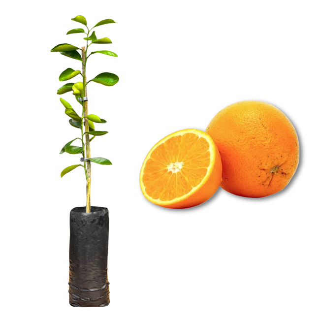 Imagem da Muda e Fruta da Laranja Abacaxi Enxertada da AgroJardim