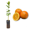 Imagem da Muda e Fruta da Laranja Bahia Umbigo Enxertada da AgroJardim