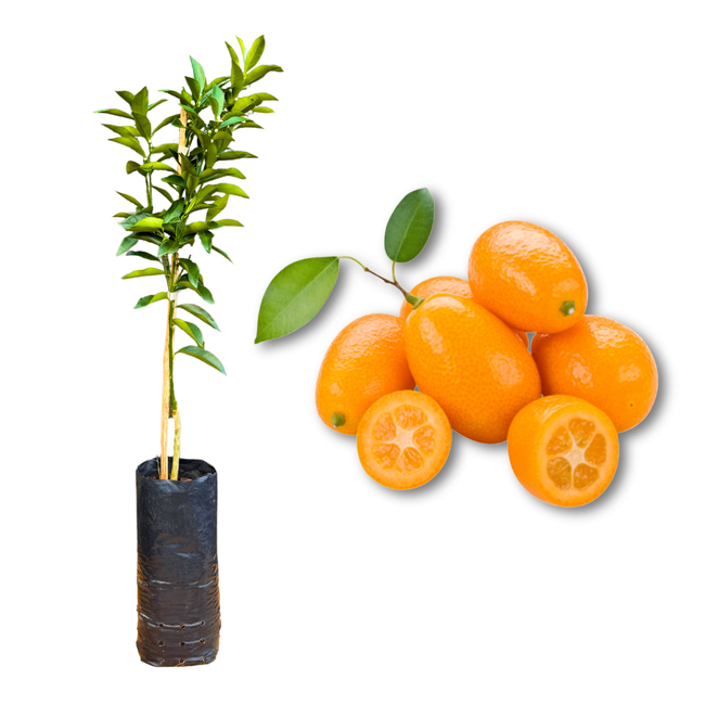 Muda Frutífera de Laranja Kinkan Doce Enxertada (Xim Xim) - AgroJardim