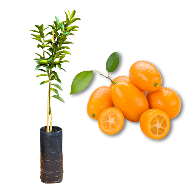 Imagem da Muda e Fruta da Laranja Kinkan Xim Xim Doce Enxertada da AgroJardim