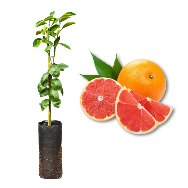 Muda Frutífera de Laranja Bahia Cara Cara Enxertada (Umbigo