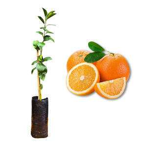 Imagem da Muda e Fruta da Laranja Seleta Enxertada da AgroJardim