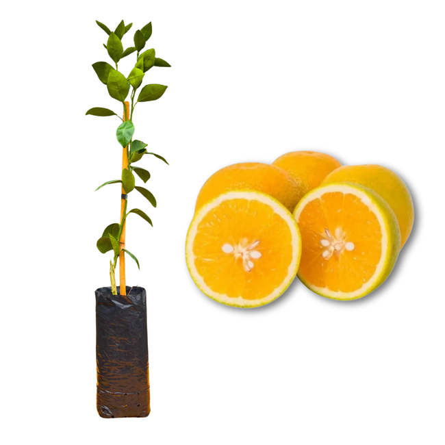 Imagem da Muda e Fruta da Laranja Valência Charmute Enxertada da AgroJardim