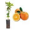 Imagem da Muda e Fruta da Laranja Valência Enxertada da AgroJardim