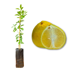 Imagem da Muda e Fruta da Tangerina Champagne Enxertada da AgroJardim