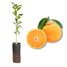 Imagem da Muda e Fruta da Tangerina Dekopon Enxertada da AgroJardim