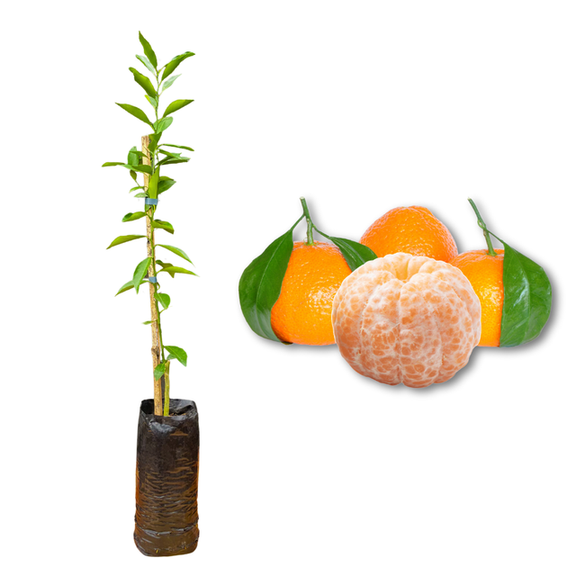Imagem da Muda e Fruta da Tangerina Mexerica Comum Enxertada da AgroJardim