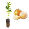 Imagem da Muda e Fruta da Tangerina Murcott Enxertada da AgroJardim