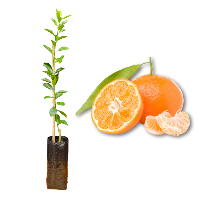 Imagem da Muda e Fruta da Tangerina Ortanique Enxertada da AgroJardim