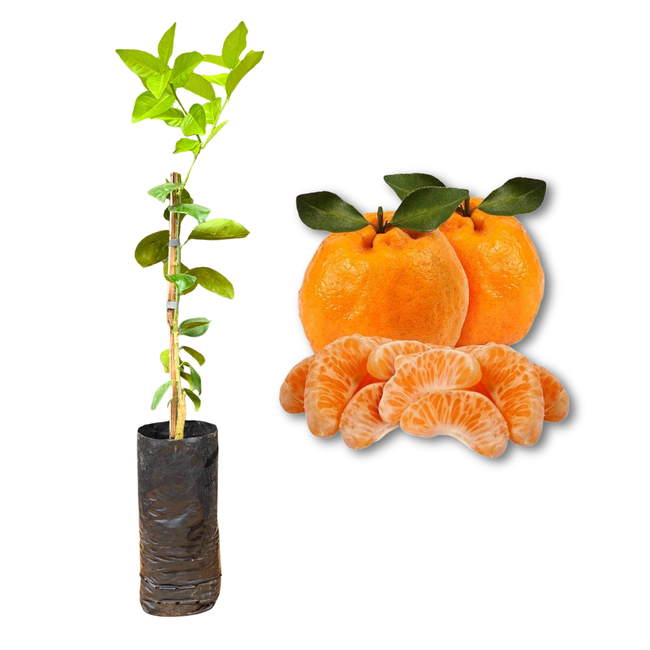 Imagem da Muda e Fruta da Tangerina Ponkan Enxertada da AgroJardim