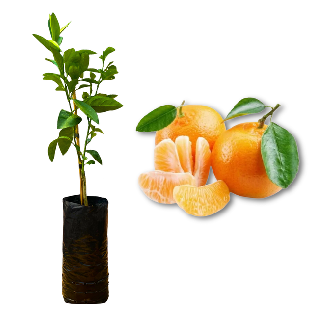 【もぐやん】 Muda Frutífera de Tangerina Satsuma Okitsu Enxertada (Sem Semente