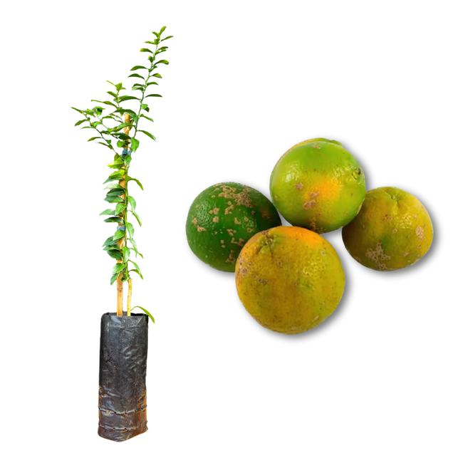 Imagem da Muda e Fruta do Limão Cravinho Enxertado da AgroJardim