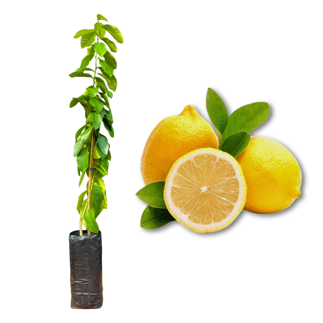 Imagem da Muda e Fruta do Limão Siciliano Enxertado da AgroJardim