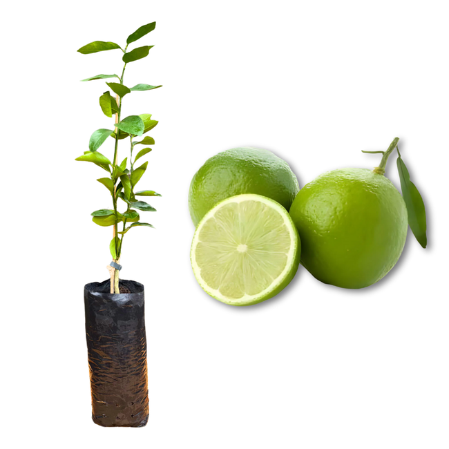 Imagem da Muda e Fruta do Limão Tahiti Enxertado da AgroJardim