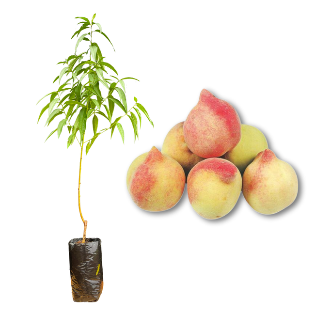 Imagem da Muda e Fruta do Pêssego Marli Enxertada da AgroJardim
