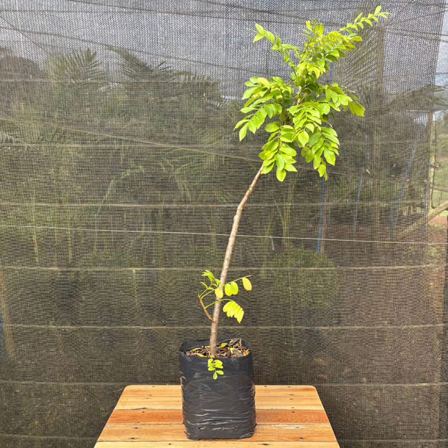 Imagem da Muda Frutífera de Seriguela da AgroJardim