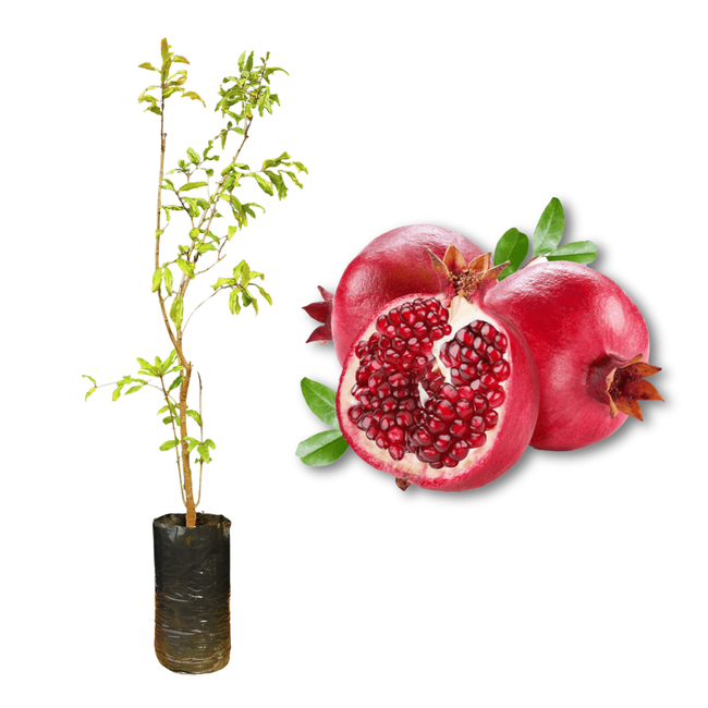 Imagem da Muda e Fruta da Romã Vermelha da AgroJardim