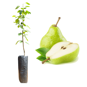 Imagem da Muda e Fruta da Pera D'Água Enxertada da AgroJardim