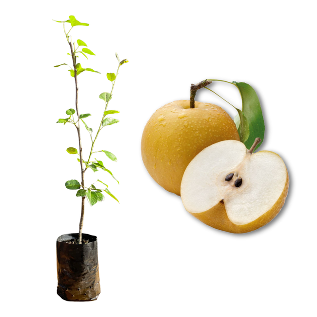 Imagem da Muda e Fruta da Pera Hosui Enxertada da AgroJardim