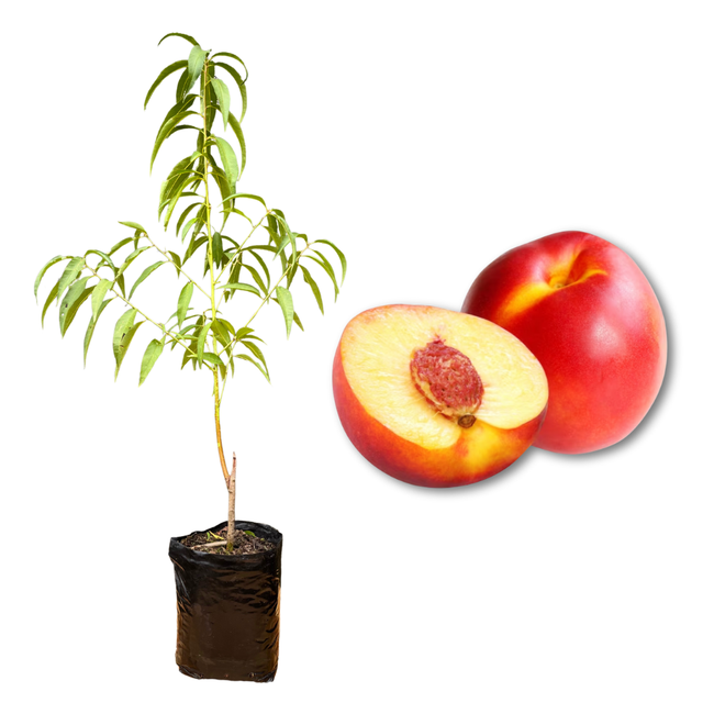 Imagem da Muda e Fruta da Nectarina Armeking Enxertada da AgroJardim