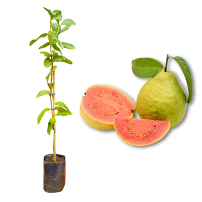 Imagem da Muda e Fruta da Goiaba Paluma Clonada da AgroJardim