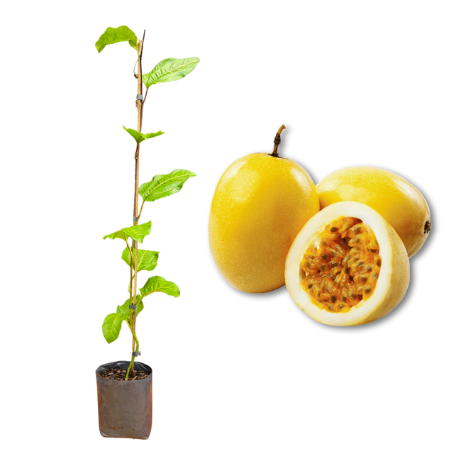 Imagem da Muda e Fruta do Maracujá Azedo da AgroJardim