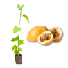 Imagem da Muda e Fruta do Maracujá Doce da AgroJardim
