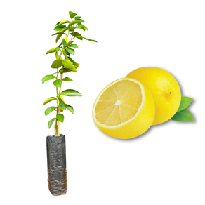 Imagem da Muda e Fruta da Lima da Pérsia Enxertada da AgroJardim