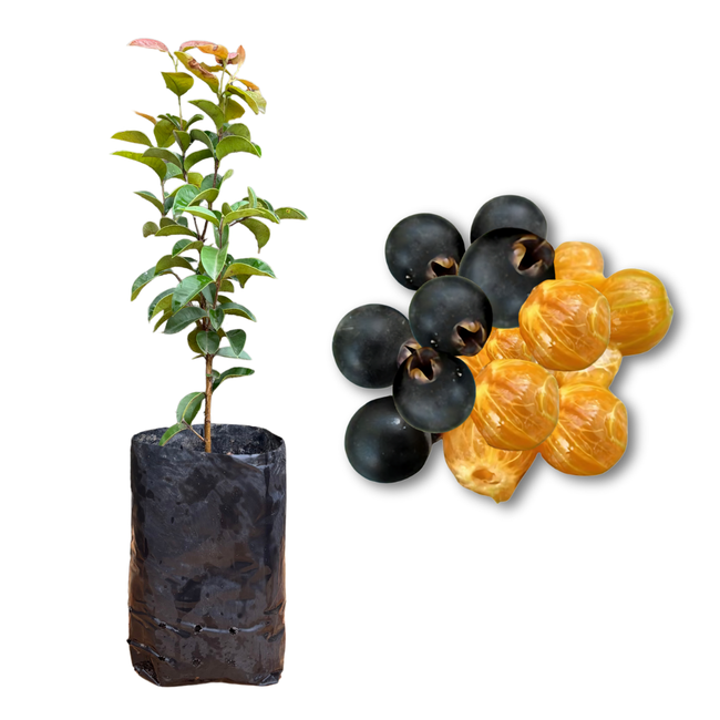 Imagem da Muda e Fruta do Guabijú da AgroJardim