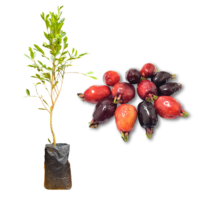 Imagem da Muda e Fruta da Cereja de Bolo da AgroJardim