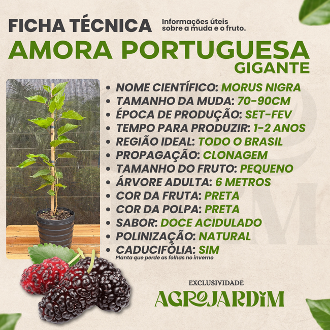 Imagem da Ficha Técnica da Amora Portuguesa da AgroJardim