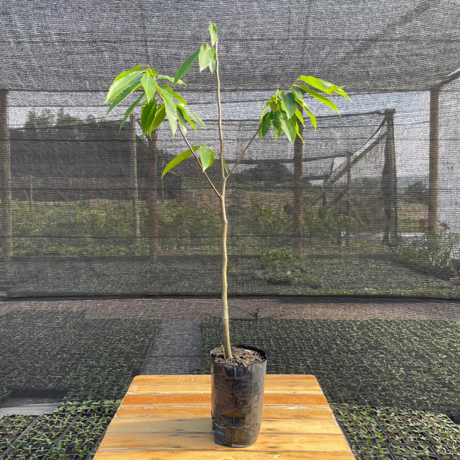 Imagem da Muda da Castanha Portuguesa da AgroJardim