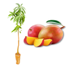 Imagem da Muda e Fruta da Manga Tommy Enxertada da AgroJardim