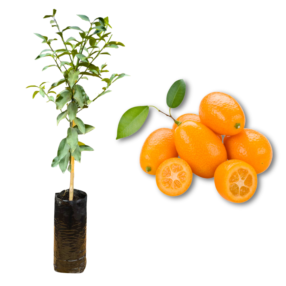 Muda Frutífera de Laranja Kinkan Ácida Enxertada (Xim Xim