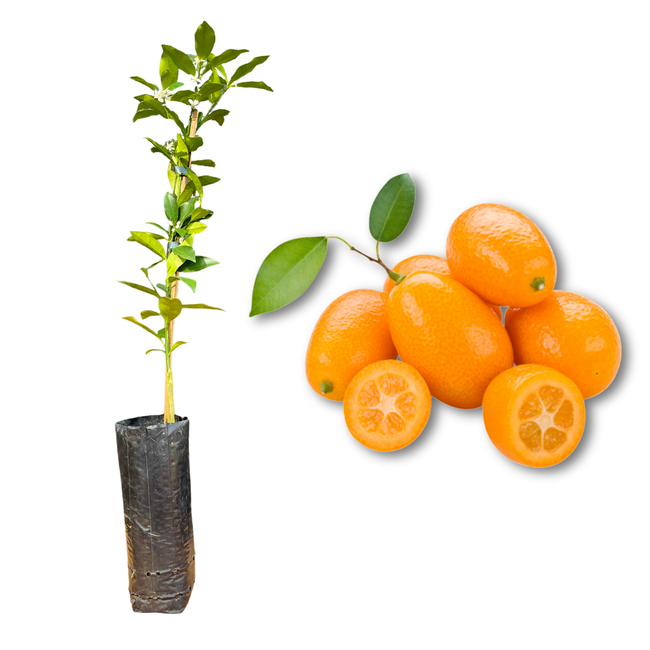 Imagem da Muda e Fruta da Laranja Kinkan Xim Xim Ácido da AgroJardim