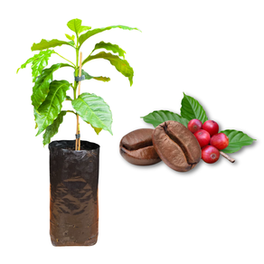 Imagem da Muda e Fruta do Café da AgroJardim