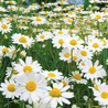 Imagem das Sementes de Camomila Macanilha Verdadeira da Isla da AgroJardim