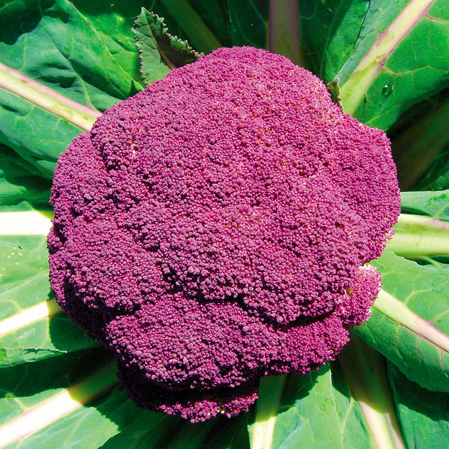 Imagem das Sementes de Couve Flor Roxa da Isla da AgroJardim