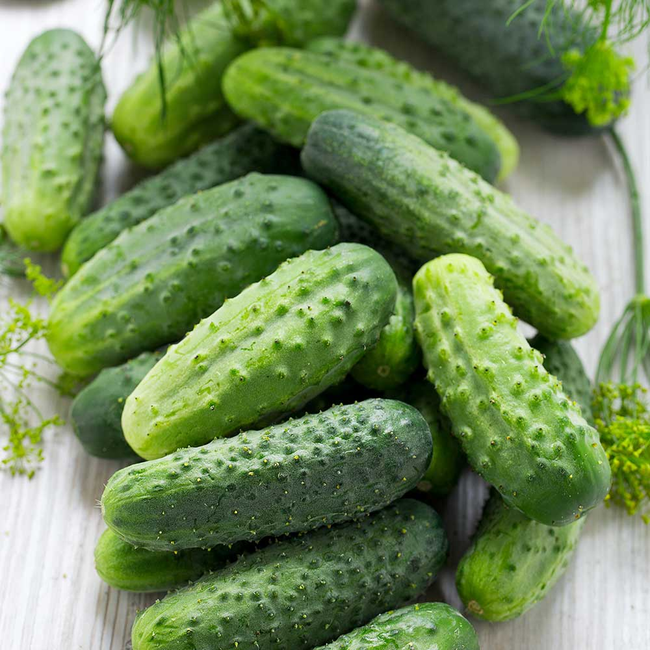 Imagem das Sementes de Pepino Híbrido Conserva Pioneiro Isla da AgroJardim